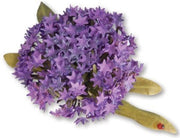 Sizzix Thinlits Die Set Flower - Globe Allium 6PK S.Tierney-Cockburn (659261) (AFGEPRIJSD)