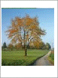 Herfst